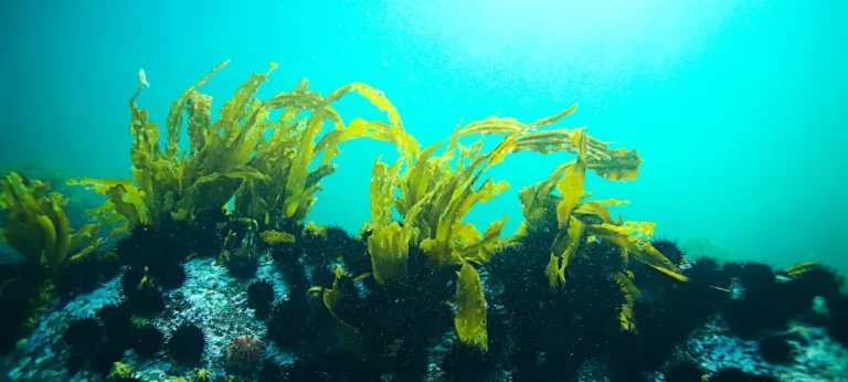 אומגה 3 – מה כל הסיפור?